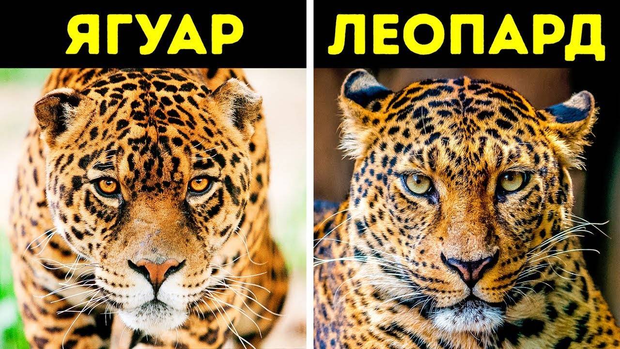 Презентация как отличить леопарда от ягуара и гепарда  доклад, проект