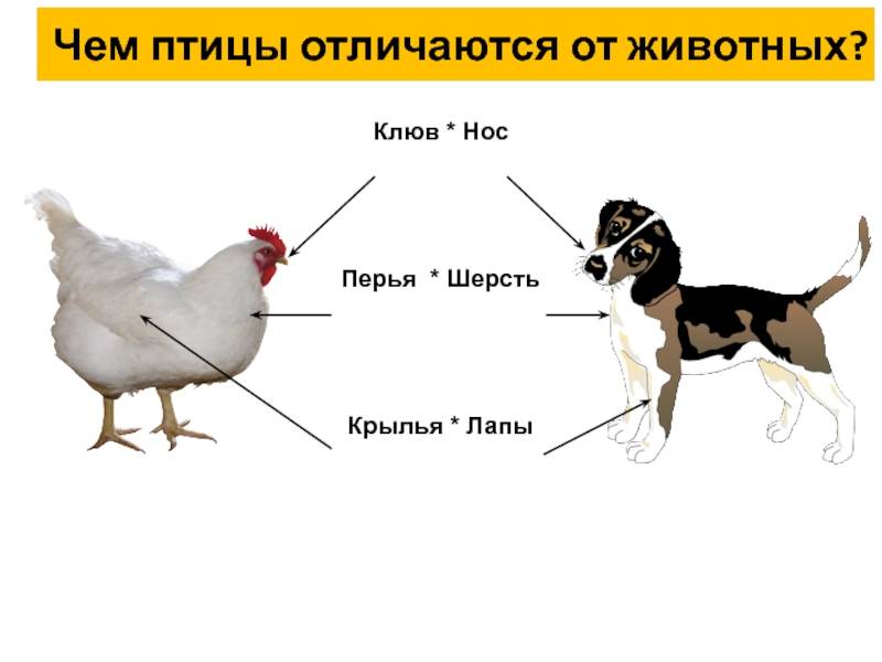 Чем звери отличаются от других животных: есть ли разница и кто к ним относится