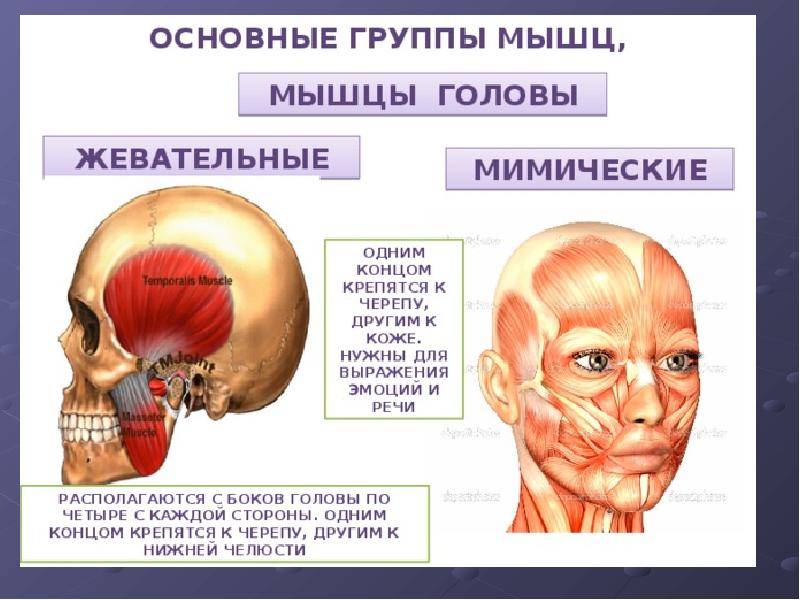 Жевательные мышцы - важнейшие активизаторы возрастных изменений на лице! - леди молодость