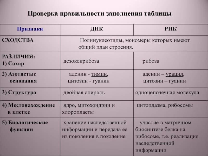Нуклеиновые кислоты – определение в биологии (9 класс)