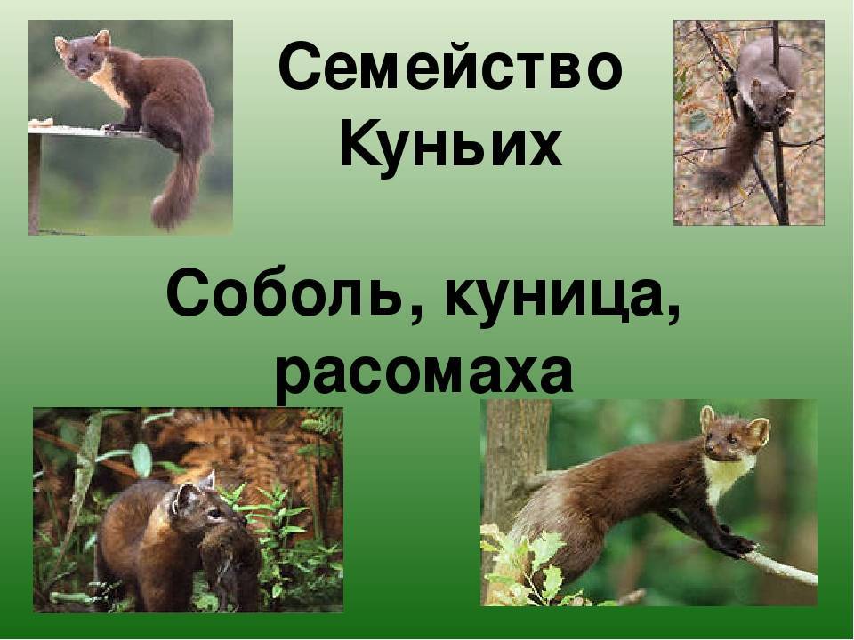 В чем разница между мехом соболя и мехом куницы - узнаем все детали и выберем лучший вариант - vbiblioest.ru