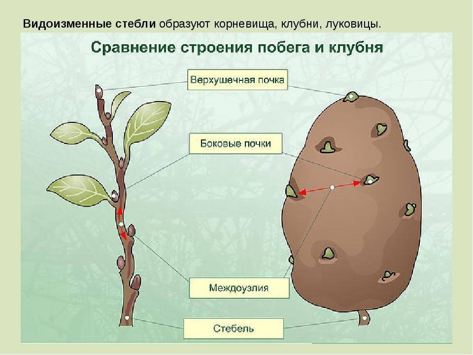 В чем отличия между корневищем и корнем, есть ли разница и сравнение