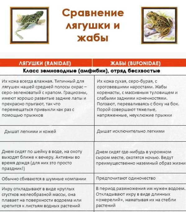 Сравнения лягушки и жабы – сходство и различие по окружающему миру для 2 класса в кратком изложении » окружающий мир: уроки, полезные материалы для детей