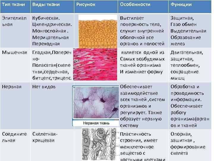 § 0—5. характеристика строения и функций тканей позвоночных животных