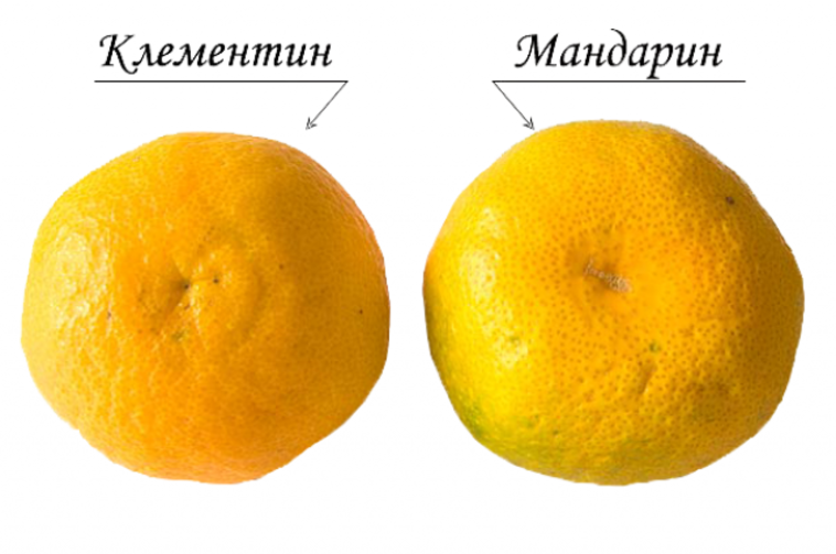 Клементины - что за фрукт, где растёт, польза и вред