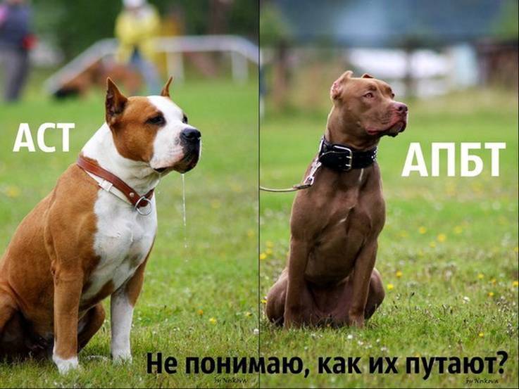 Основные отличия собак пород стаффордширский терьер и питбуль с фото питомцев