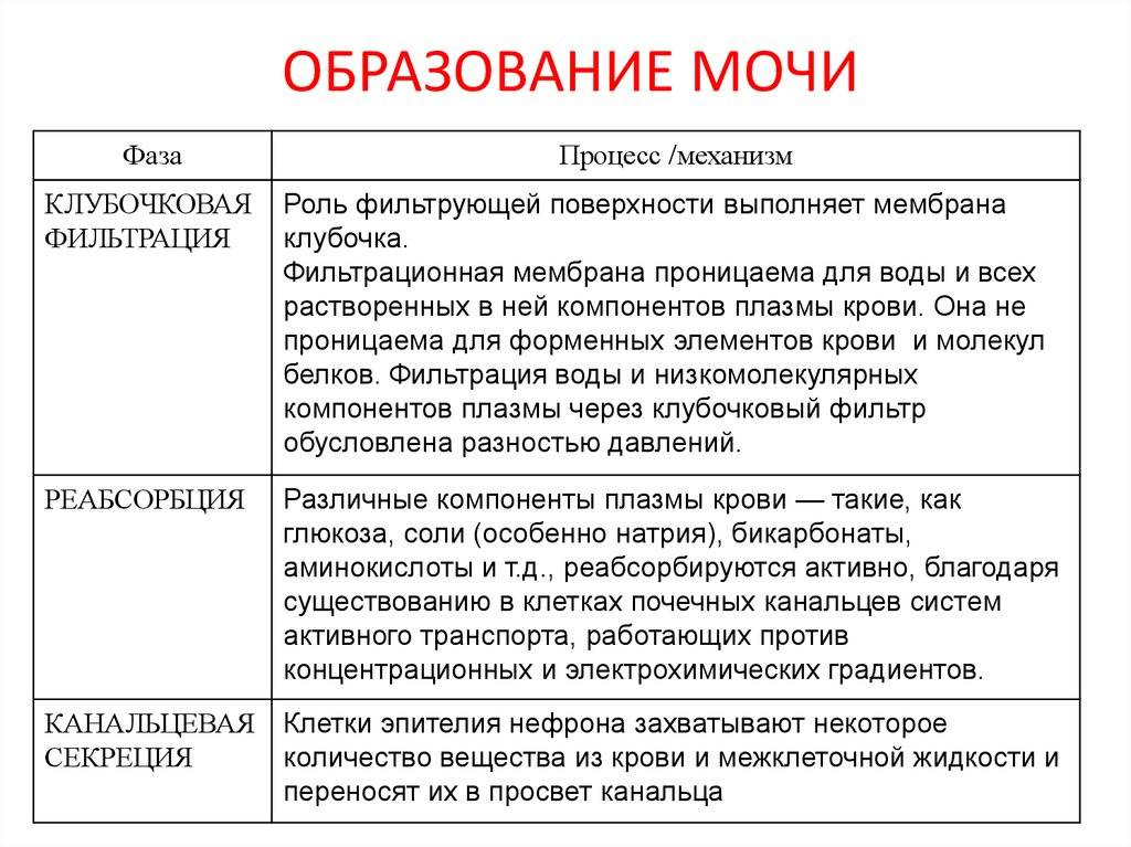 Мочевыделительная система: строение и функция