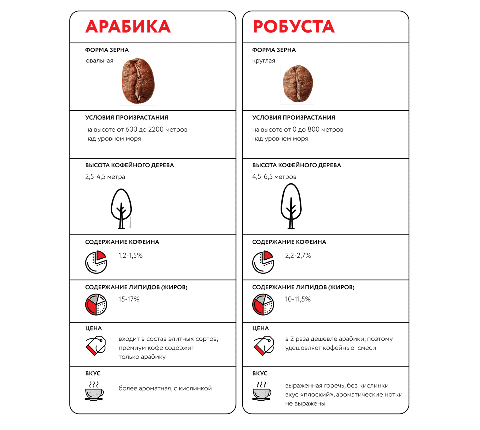 Основные различия между сортами кофе арабика и робуста