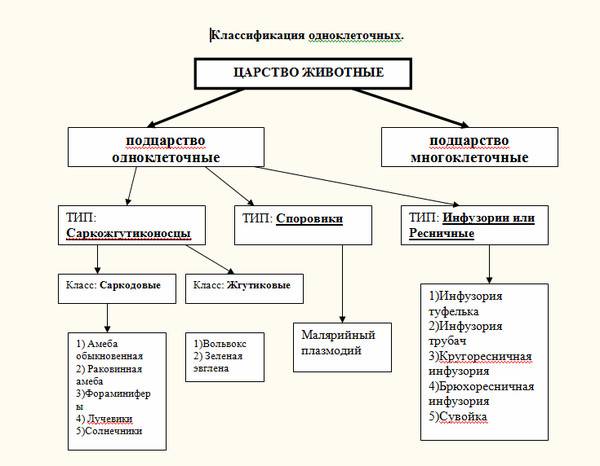 Сходство и различие одноклеточных организмов. чем многоклеточные отличаются от одноклеточных — основные отличия