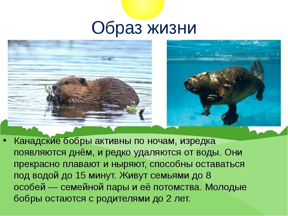 Бобр обыкновенный