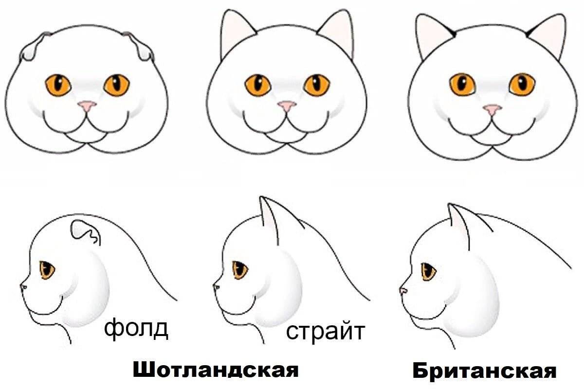 Вислоухий британец и шотландец – отличия, фото представителей пород