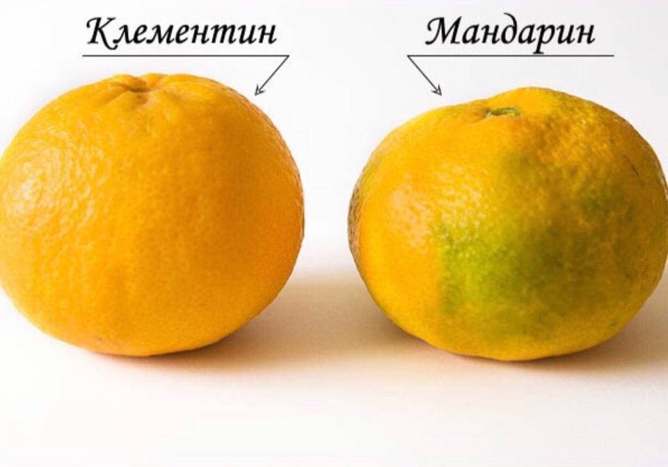 Мандарины и клементины разница: чем отличаются клементины от мандаринов