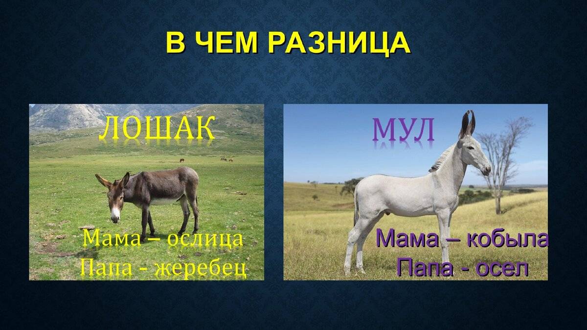 Ишак и осел — есть ли разница между ними? | в чем разница