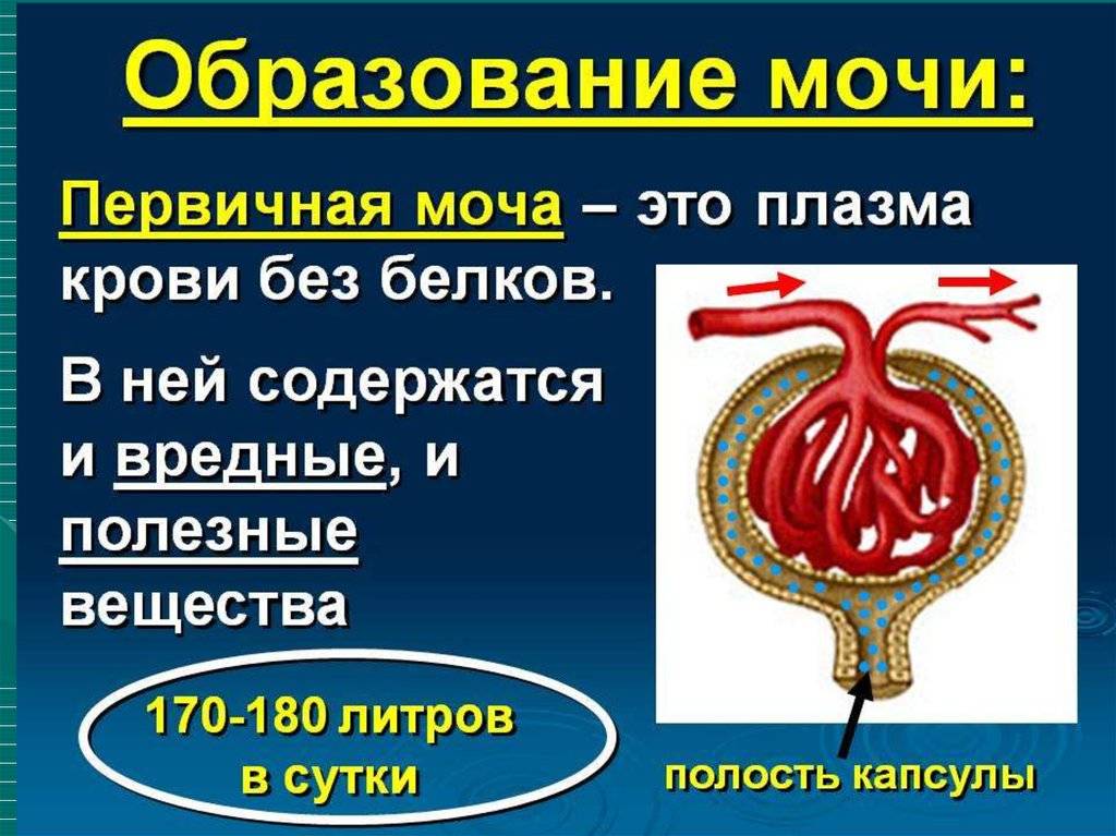 Образование и состав первичной и вторичной мочи. первичная и вторичная моча: что это, состав и этапы образования