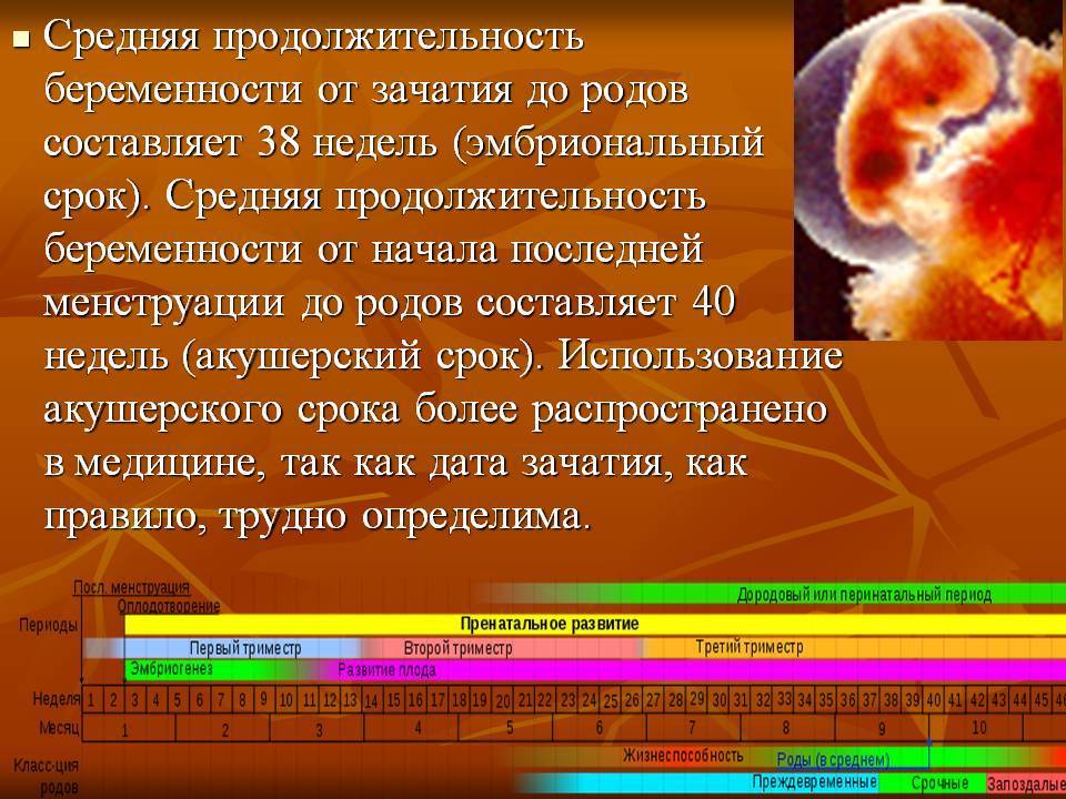 Что значит акушерский срок беременности. как рассчитать акушерский срок беременности. акушерский срок беременности по неделям — беременность. беременность по неделям.