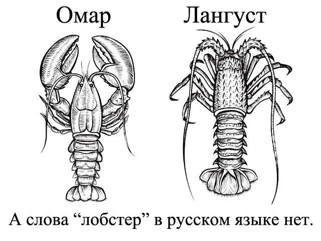Лобстер (омар): что это такое, где водится, описание, фото, как приготовить, как есть, польза