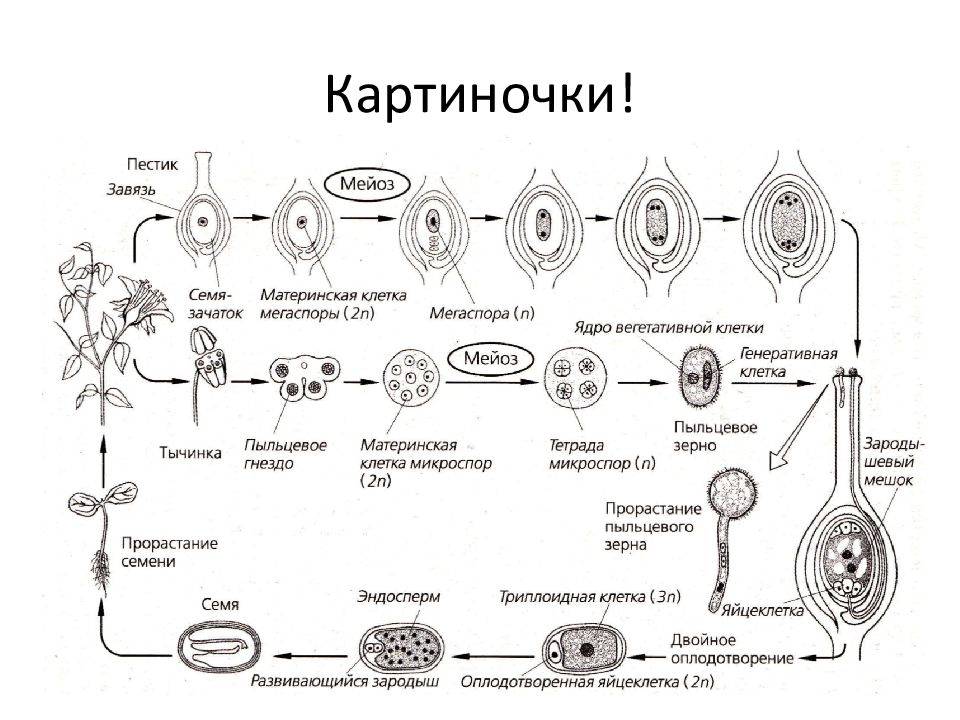 Голосеменные растения. общая характеристика | биология