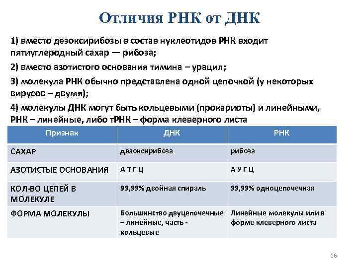 Днк против рна - разница и сравнение