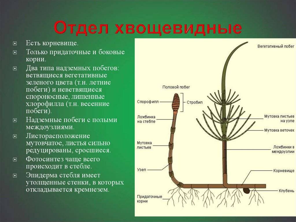 Корень и корневище: в чем разница?