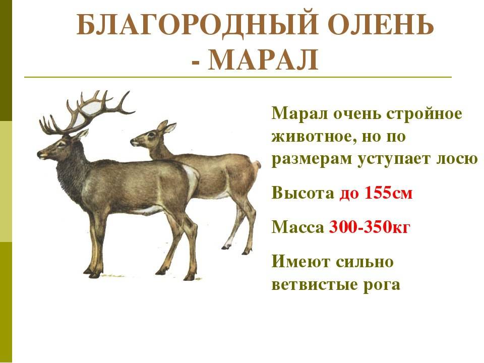 В чем отличия между лосем и оленем, есть ли разница и сравнение животных