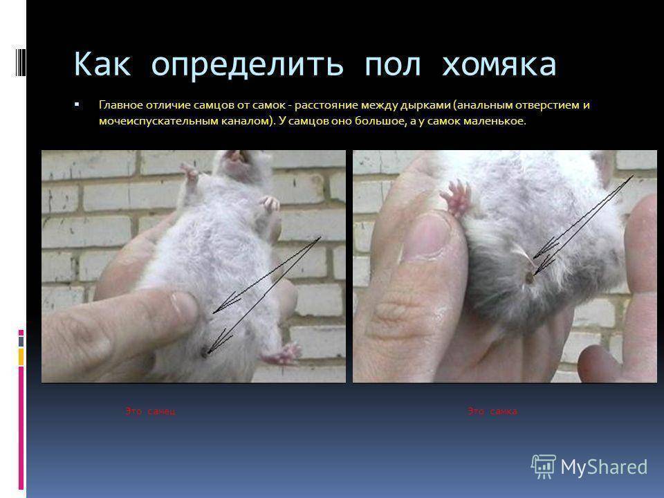 Как определить пол сирийского хомяка и джунгарского, чем отличаются хомяк-мальчик от девочки