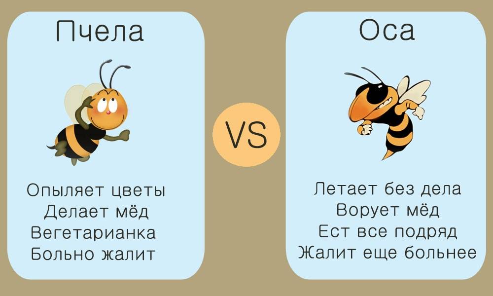 Оса и пчела: как выглядит и разница, чем отличаются укусы, сравнение внешних признаков