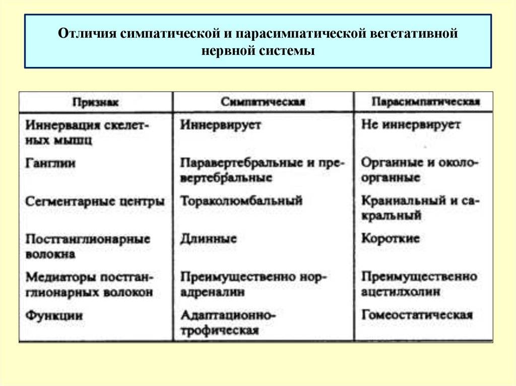 Симпатическая и парасимпатическая нервная система - на нервах
