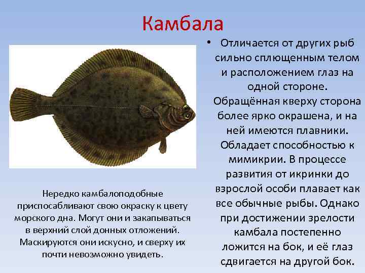 Ерш рыба морской мурманский чем отличается от камбалы