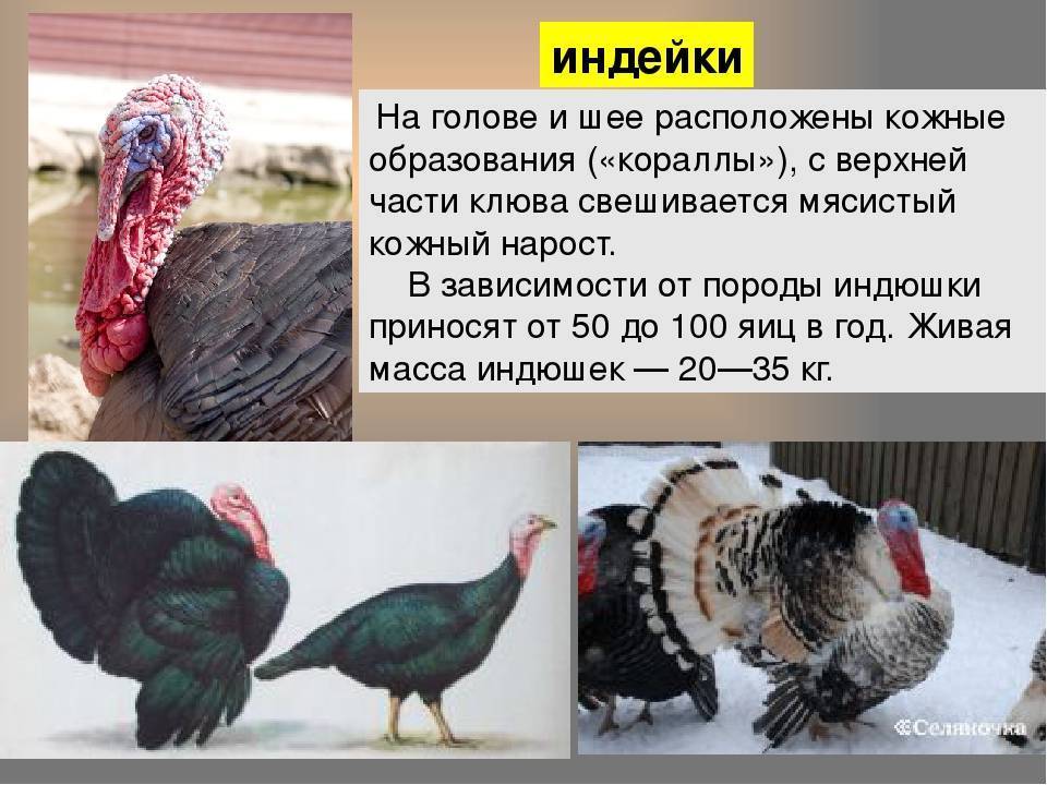 Как определить пол и отличить индюка от индюшки