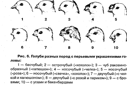 Три способа, как отличить голубя от голубки
