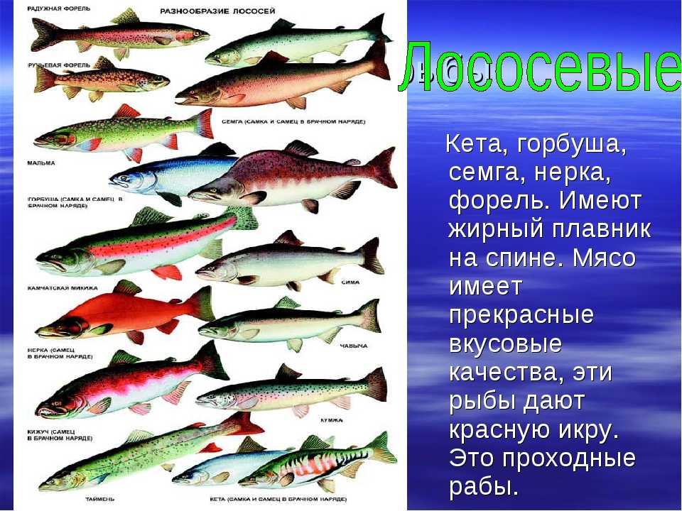 Горбуша и лосось - в чем разница, что лучше