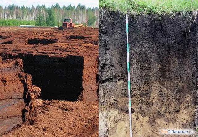 В чем основные отличия между торфом и черноземом и как эти почвы можно отличить друг от друга - povoprosyguru.ru