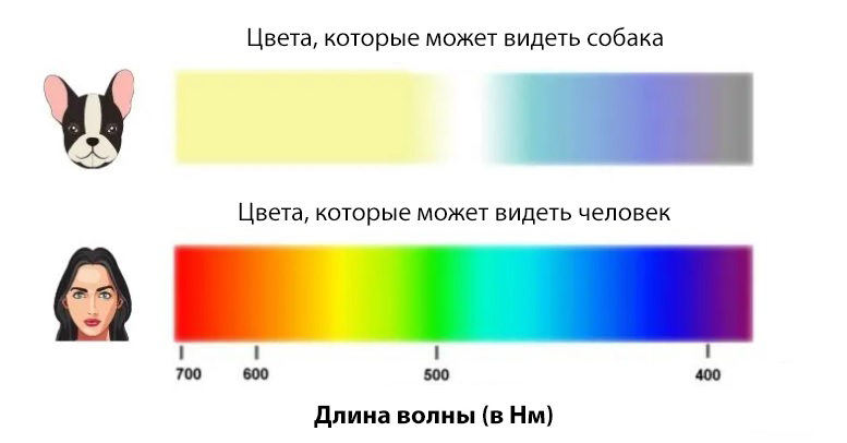 Как видят собаки окружающий мир: в темноте, цвета, людей