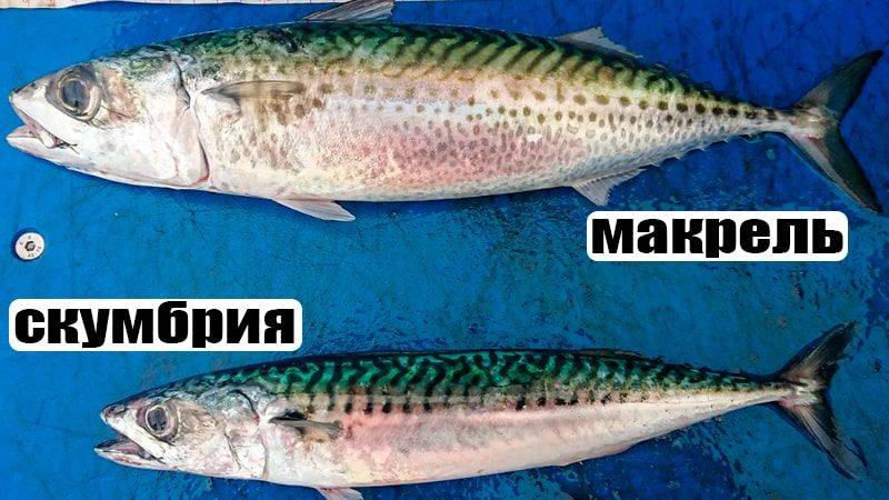 Чем отличаются макрель и скумбрия — калорийность и польза