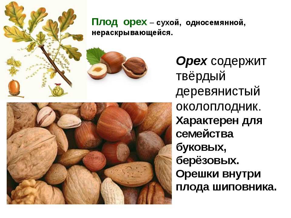 Фундук - полезные и опасные свойства фундука