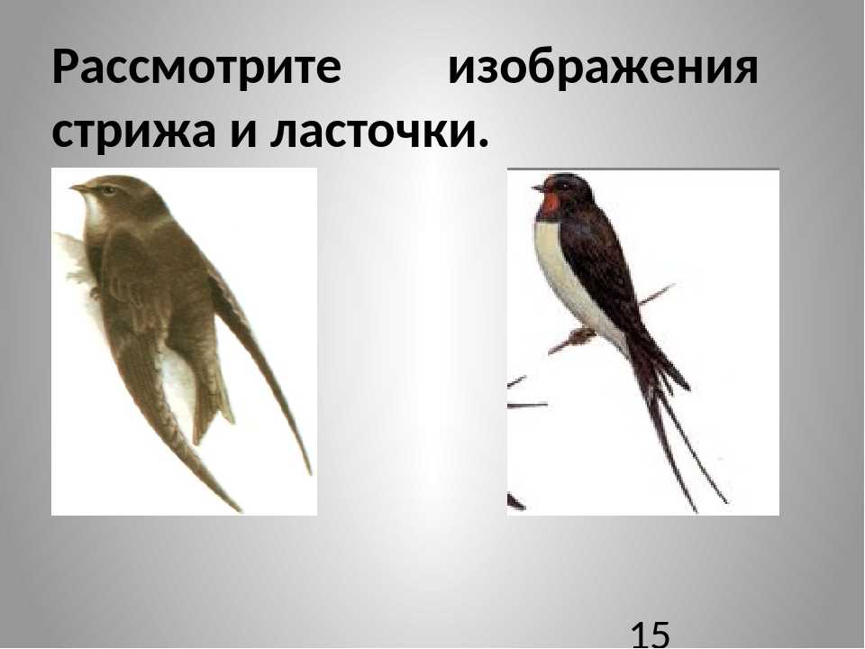 Разница между стрижами и ласточками. чем отличается ласточка от стрижа