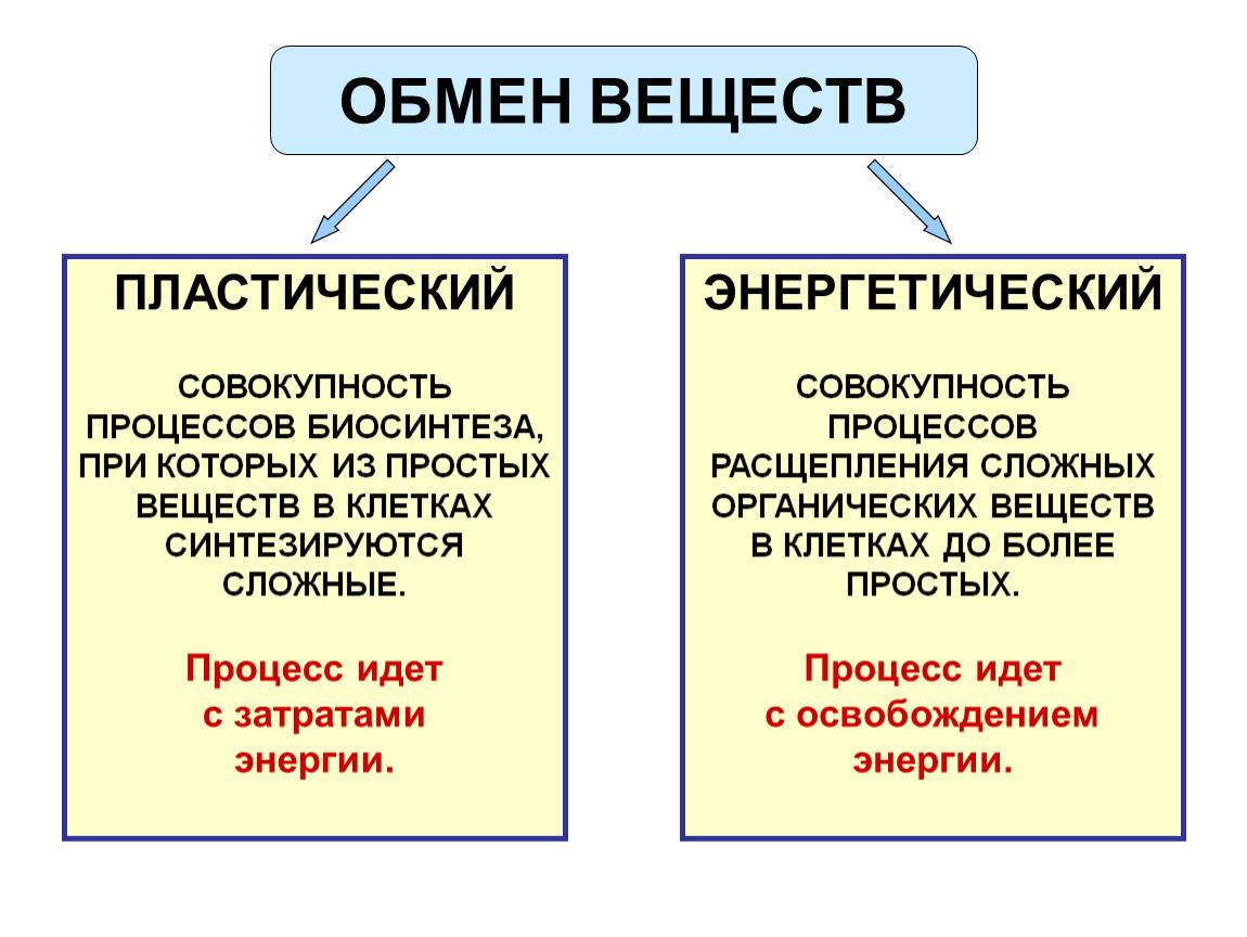 Чем пластический обмен отличается от энергетического?