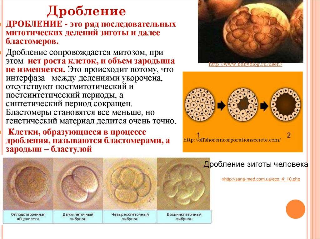 Чем отличается зигота от гаметы. разница между зиготой и гаметой. общая характеристика этапов