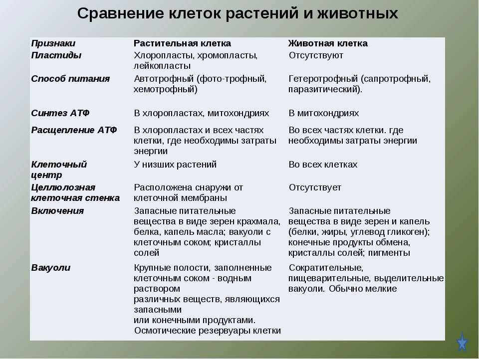 Растительная  и животная клетка: что это такое, общие признаки и различия