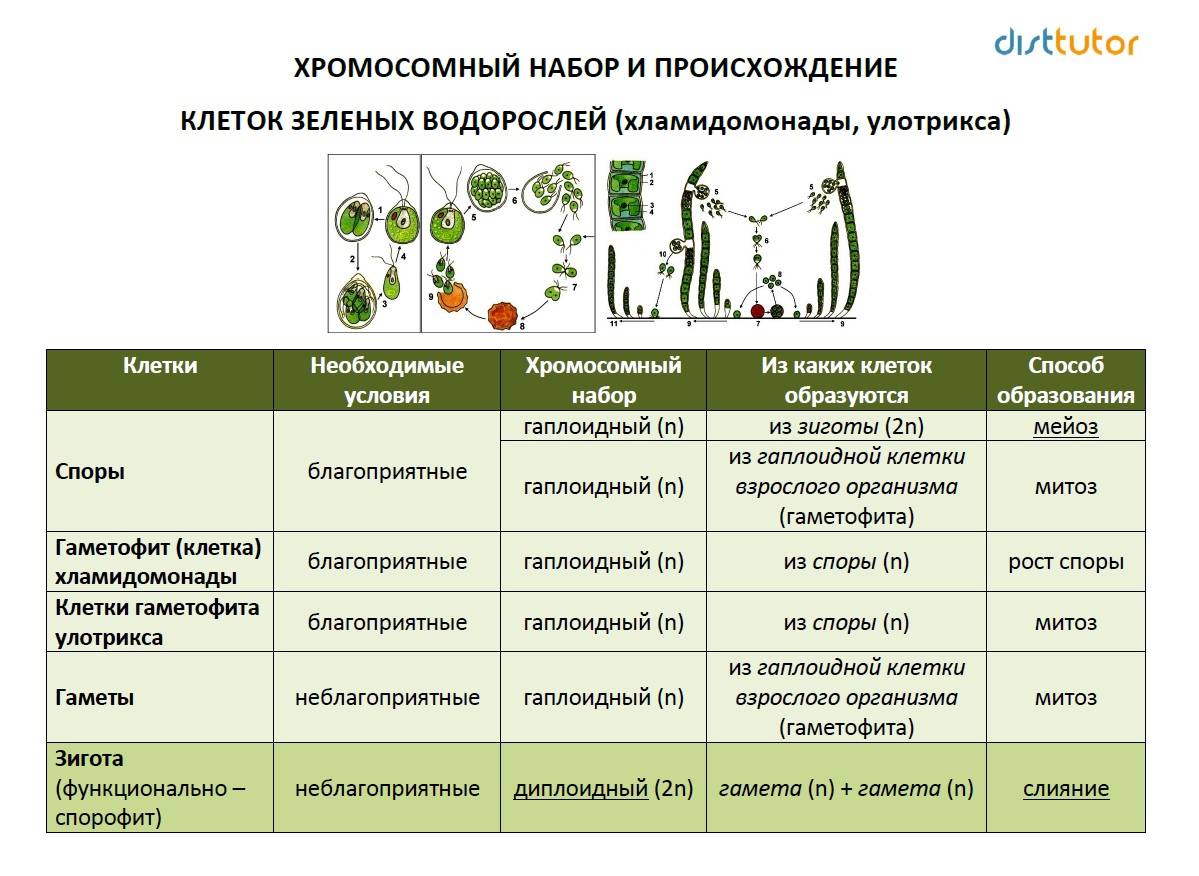 Конспект "низшие растения. водоросли" - учительpro