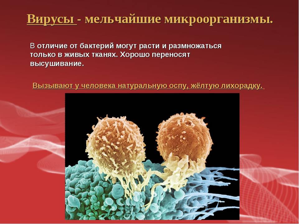 Кто есть кто: как отличить вирусную инфекцию от бактериальной