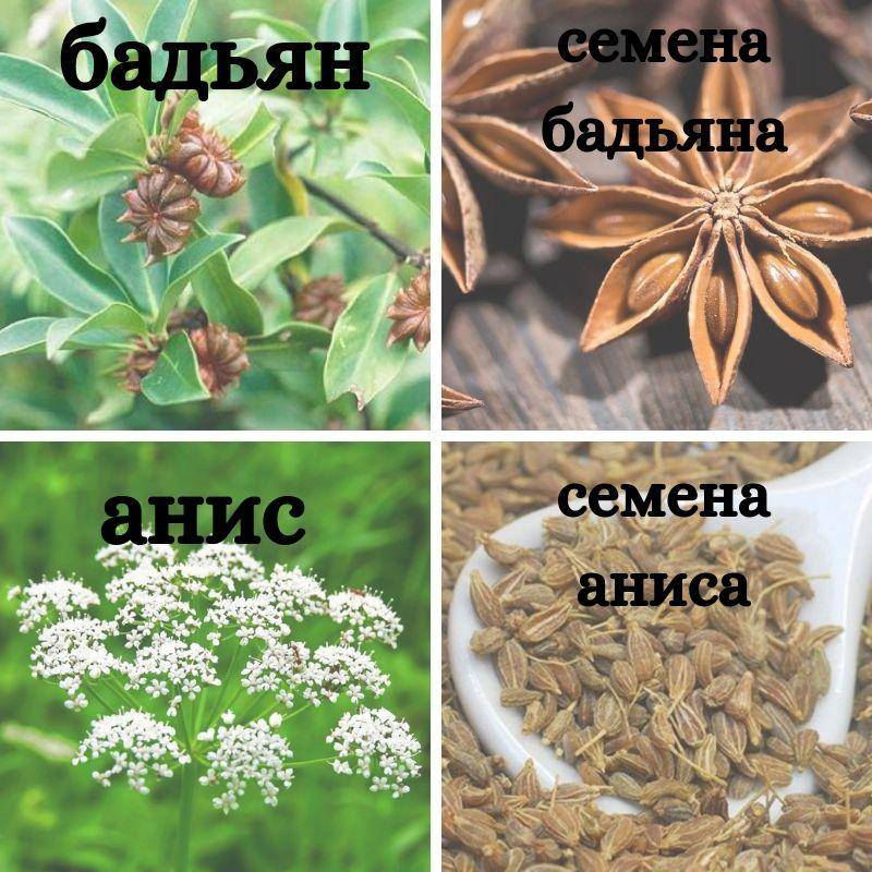 В чем разница между бадьяном и анисом? | в чем разница