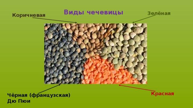 Чечевица – состав и калорийность, польза и вред для здоровья