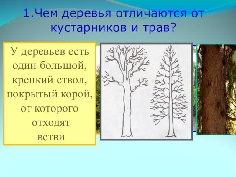 Какие жизненные формы встречаются у растений
