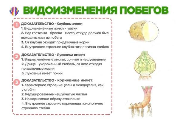 Видоизменения корней и побегов на егэ