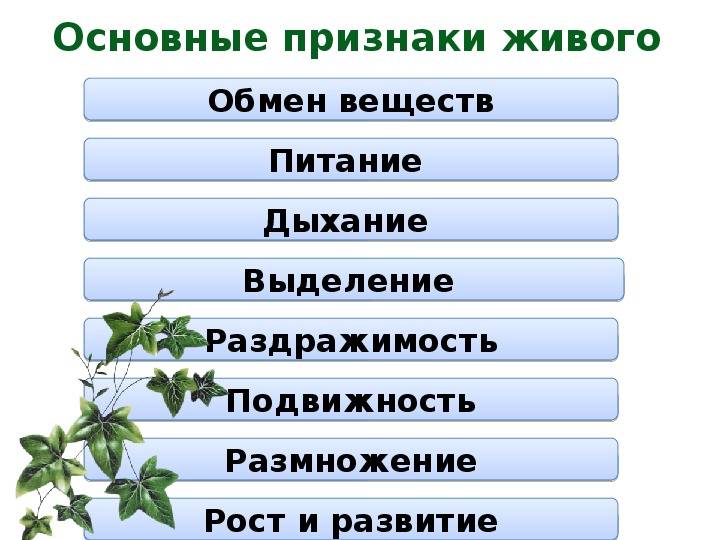 Живая и неживая природа