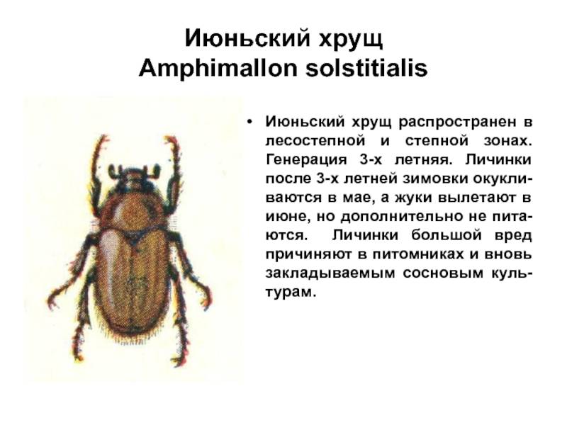 Хрущ июньский: как защитить свой сад от вредителя?