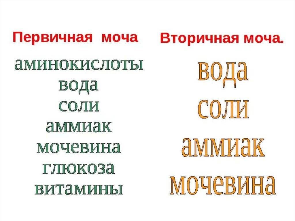 Нормальная анатомия и физиология мочевого тракта