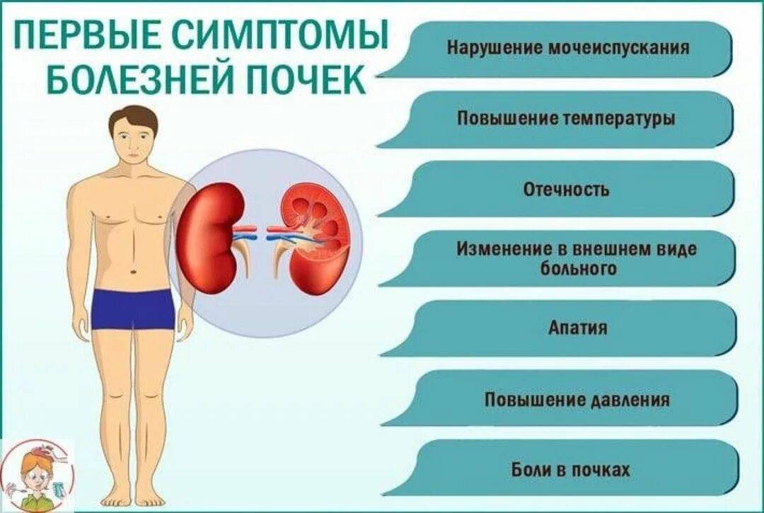 Как определить болят почки или спина, способы отличить почечную боль от поясничной