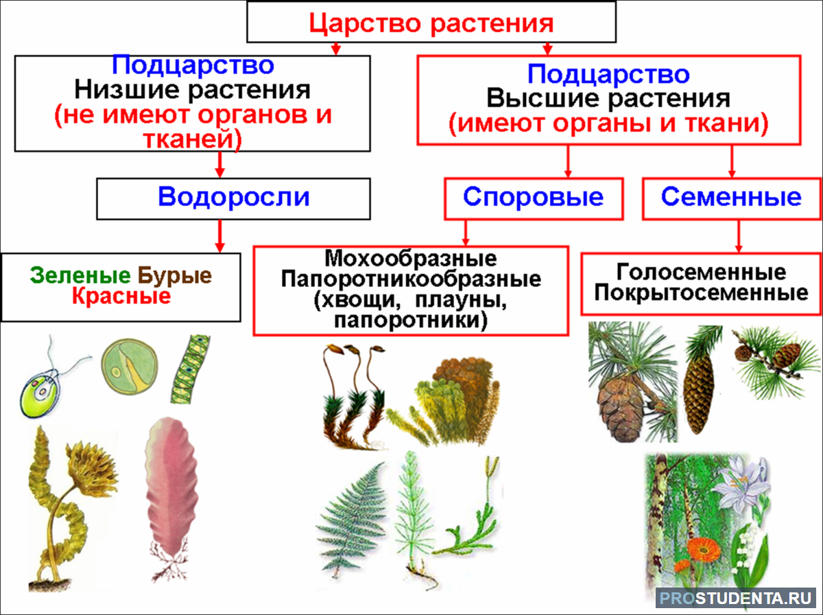 Чем мох отличается от водоросли — строение и жизненные циклы